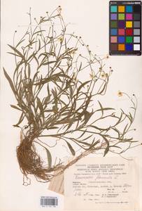 Лютик жгучий, Прыщинец L., Восточная Европа, Западно-Украинский район (E13) (Украина)