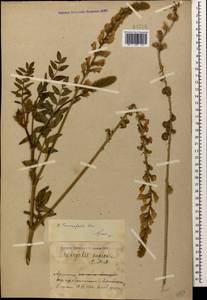 Onobrychis tournefortii (Willd.)Desv., Кавказ, Армения (K5) (Армения)