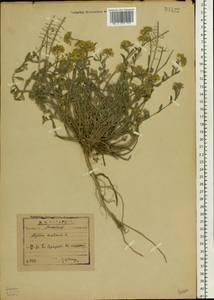 Бурачок Гмелина Jord. & Fourr., Восточная Европа, Московская область и Москва (E4a) (Россия)