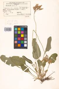 Первоцвет весенний L., Восточная Европа, Московская область и Москва (E4a) (Россия)