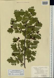 Crataegus praemonticola Holub, Восточная Европа, Центральный лесостепной район (E6) (Россия)