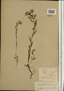 Буглосоидес полевой, Воробейник полевой (L.) I.M.Johnst., Восточная Европа, Центральный лесостепной район (E6) (Россия)