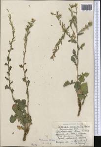 Lactuca orientalis subsp. orientalis, Средняя Азия и Казахстан, Северный и Центральный Тянь-Шань (M4) (Киргизия)