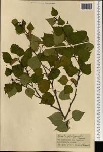 Betula pendula subsp. mandshurica (Regel) Ashburner & McAll., Монголия (MONG) (Монголия)