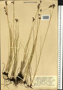 Juncus gerardi subsp. atrofuscus (Rupr.) Printz, Сибирь, Якутия (S5) (Россия)