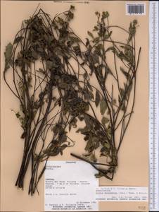 Varronia polycephala Lam., Америка (AMER) (Парагвай)