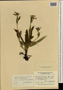 Acanthocalyx nepalensis subsp. nepalensis, Зарубежная Азия (ASIA) (КНР)