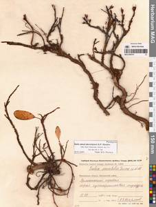 Ива Алексея Скворцова A.P.Khokhr., Сибирь, Чукотка и Камчатка (S7) (Россия)