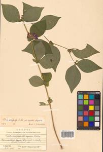 Горошек Ови Hosok., Сибирь, Дальний Восток (S6) (Россия)