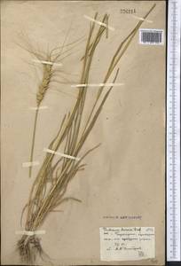 Пшеница твердая (Desf.) Husn., Средняя Азия и Казахстан, Сырдарьинские пустыни и Кызылкумы (M7)