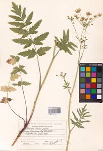 Пастернак посевной L., Восточная Европа, Восточный район (E10) (Россия)