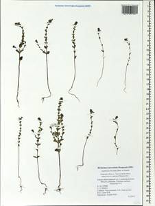 Euphrasia ×vernalis List, Восточная Европа, Северо-Западный район (E2) (Россия)