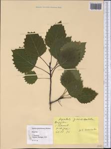 Populus grandidentata Michx., Америка (AMER) (США)