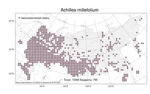 Achillea millefolium, Тысячелистник обыкновенный L., Атлас флоры России (FLORUS) (Россия)