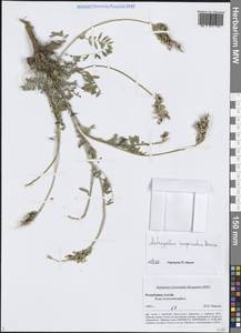 Астрагал Лаксмана, Сибирь, Алтай и Саяны (S2) (Россия)