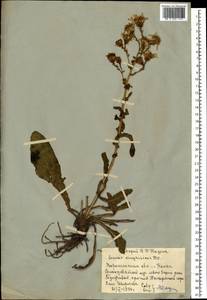 Jacobaea racemosa subsp. kirghisica (DC.) Galasso & Bartolucci, Восточная Европа, Центральный лесостепной район (E6) (Россия)