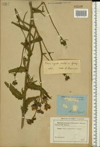 Picris hieracioides subsp. hieracioides, Восточная Европа, Южно-Украинский район (E12) (Украина)