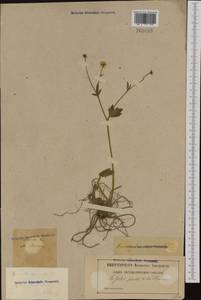 Ranunculus polyanthemos subsp. nemorosus (DC.) Schübl. & G. Martens, Западная Европа (EUR) (Франция)