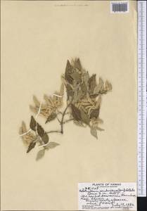 Nototrichum sandwicense (Gray) Hbd., Америка (AMER) (США)