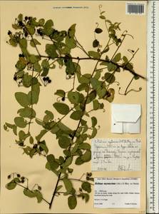 Helinus mystacinus (Ait.) E. Mey. ex Steud., Африка (AFR) (Эфиопия)