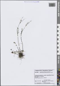 Cardamine polemonioides Rouy, Сибирь, Центральная Сибирь (S3) (Россия)