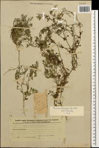 Дымянка Шлейхера Soy.-Will., Кавказ, Азербайджан (K6) (Азербайджан)