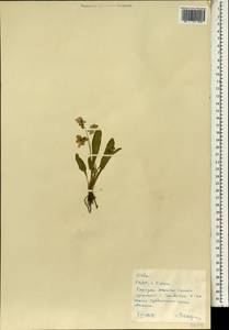 Фиалка, Зарубежная Азия (ASIA) (КНДР)