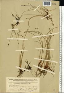 Болотница болотная, Болотница обыкновенная (L.) Roem. & Schult., Восточная Европа, Волжско-Камский район (E7) (Россия)