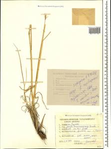 Secale strictum (C.Presl) C.Presl, Кавказ, Армения (K5) (Армения)