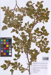 Шиповник почти-собачий (Christ) Dalla Torre & Sarnth., Восточная Европа, Московская область и Москва (E4a) (Россия)