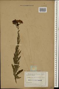 Jacobaea erucifolia subsp. grandidentata (Ledeb.) V. V. Fateryga & Fateryga, Кавказ (без точных местонахождений) (K0)