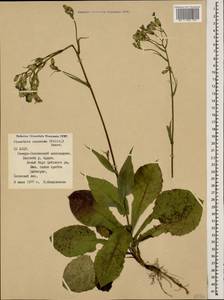 Lactuca racemosa Willd., Кавказ, Северная Осетия, Ингушетия и Чечня (K1c) (Россия)