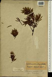 Podocarpus pruinosus, Африка (AFR) (ЮАР)