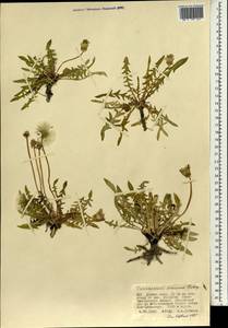 Одуванчик китайский Kitag., Монголия (MONG) (Монголия)