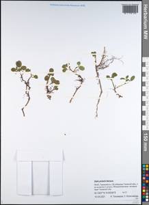 Ива полярная Wahlenb., Сибирь, Западная Сибирь (S1) (Россия)