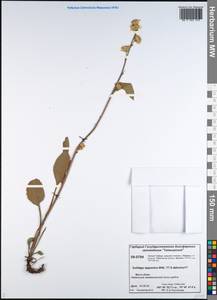 Solidago virgaurea subsp. lapponica (With.) Tzvelev, Сибирь, Центральная Сибирь (S3) (Россия)