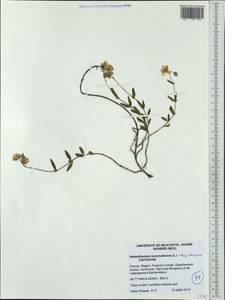 Helianthemum nummularium subsp. obscurum (Celak.) J. Holub, Западная Европа (EUR) (Франция)