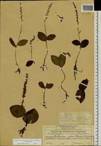 Любка Хориса (Cham.) Rchb.f., Сибирь, Чукотка и Камчатка (S7) (Россия)