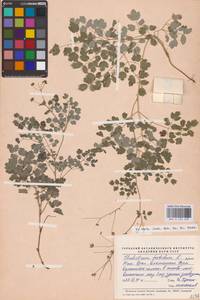 Василисник вонючий L., Восточная Европа, Восточный район (E10) (Россия)