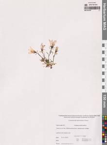 Колокольчик шершавоплодный Cham., Сибирь, Чукотка и Камчатка (S7) (Россия)