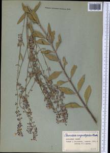 Salvia karelinii J.B.Walker, Средняя Азия и Казахстан, Памир и Памиро-Алай (M2) (Таджикистан)