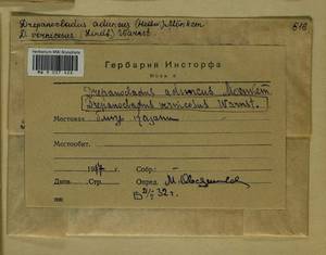 Drepanocladus aduncus (Hedw.) Warnst., Гербарий мохообразных, Мхи - Среднее Поволжье (B9) (Россия)