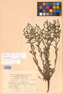 Липучка, Восточная Европа, Восточный район (E10) (Россия)