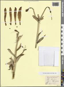 Лилия Совича Fisch. & Avé-Lall., Кавказ, Грузия (K4) (Грузия)