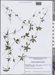 Подмаренник трехцветковый Michx., Сибирь, Западная Сибирь (S1) (Россия)