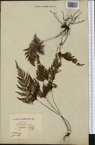 Abrodictyum rigidum (Sw.) Ebihara & Dubuisson, Америка (AMER) (Колумбия)