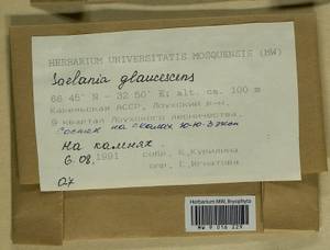 Saelania glaucescens (Hedw.) Broth., Гербарий мохообразных, Мхи - Карелия, Ленинградская и Мурманская области (B4) (Россия)