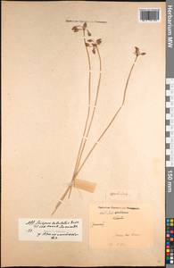 Schoenoplectus subulatus (Vahl) Lye, Зарубежная Азия (ASIA) (Индия)