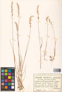 Koeleria spicata (L.) Barberá, Quintanar, Soreng & P.M.Peterson, Сибирь, Западная Сибирь (S1) (Россия)