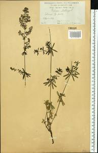 Подмаренник мягкий L., Восточная Европа, Центральный лесостепной район (E6) (Россия)